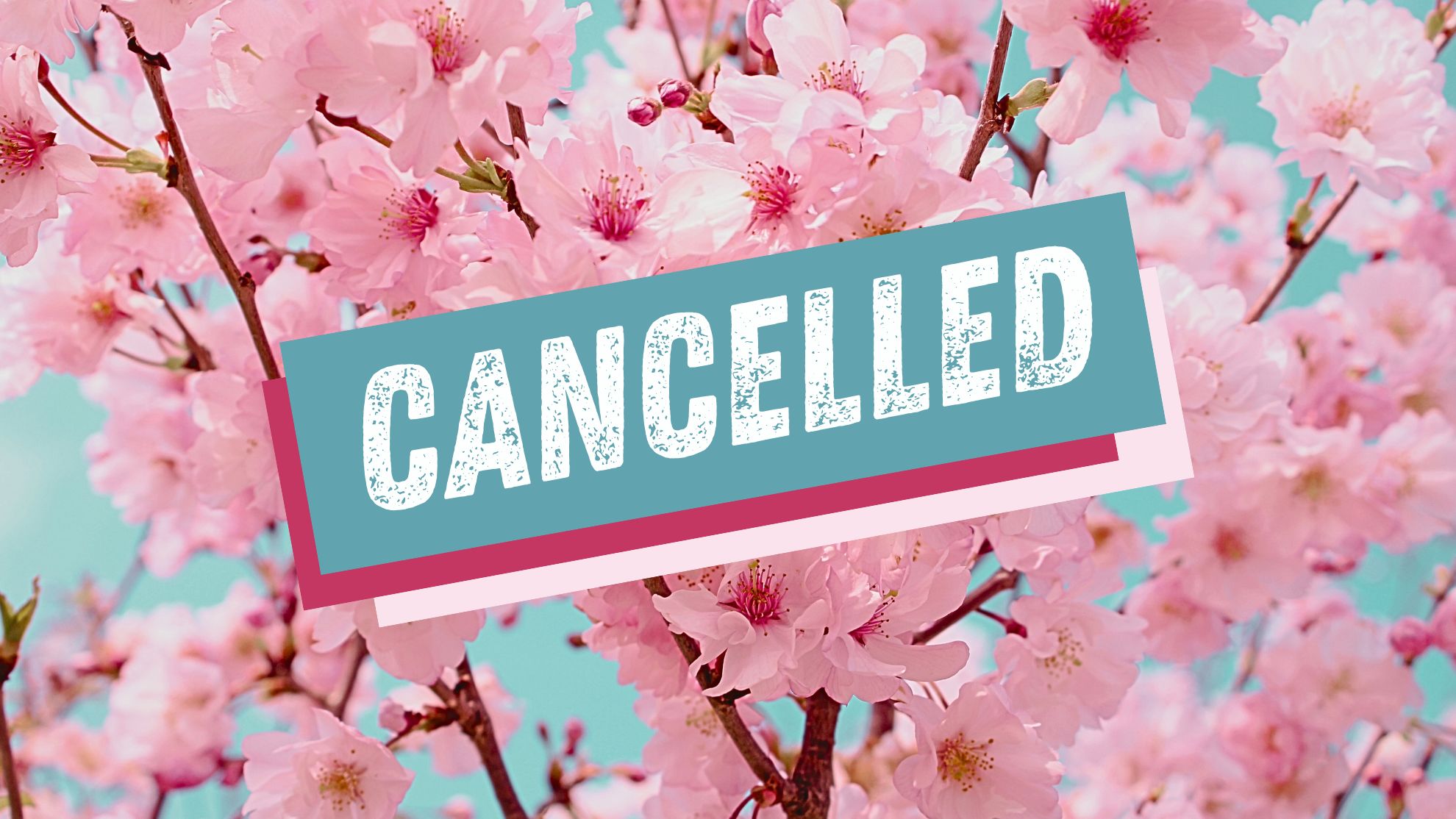 Popular cherry blossom festival cancelled due to misbehaving tourists