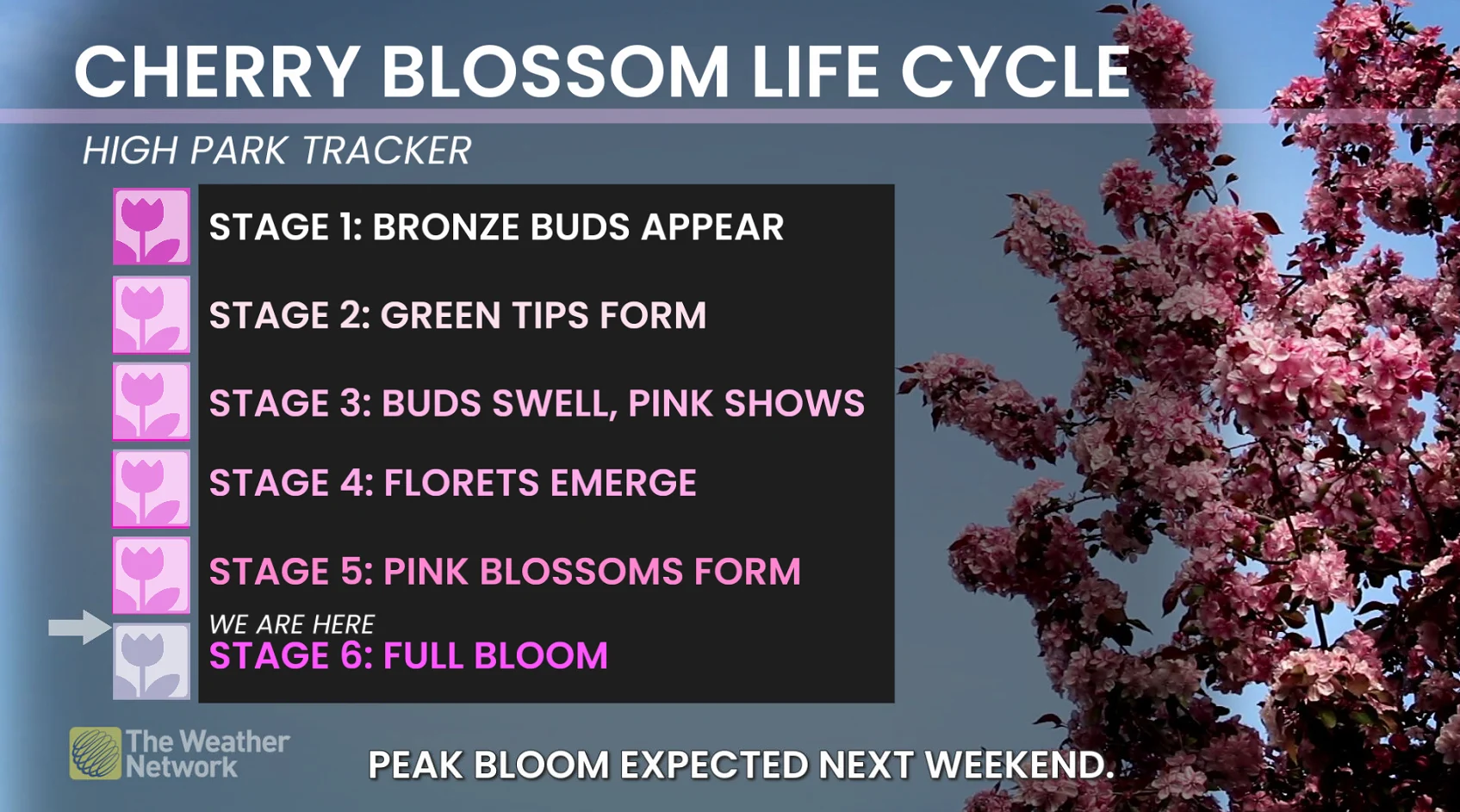 Cherry Blossom Life Cycle