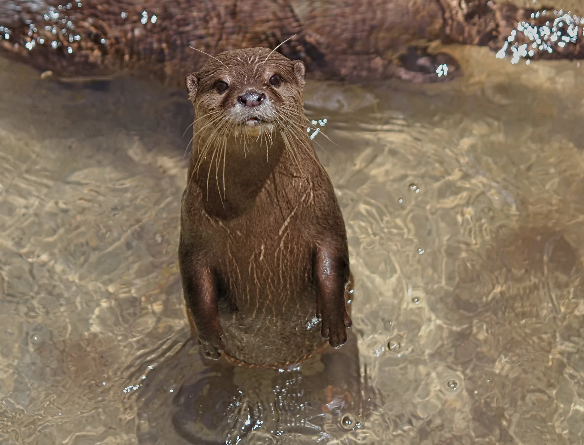 La loutre menacée par… les réseaux sociaux.