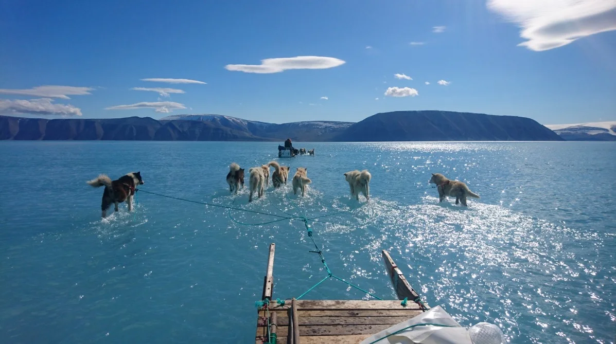 Steffan Olsen sled dogs on Greenland ice melt from twitter w permission