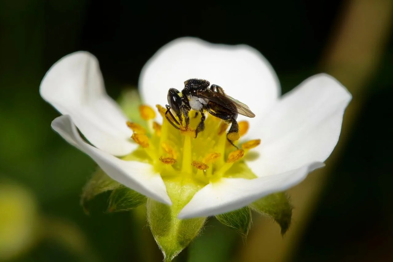 Stingless bee/Tobias Smith, UQ