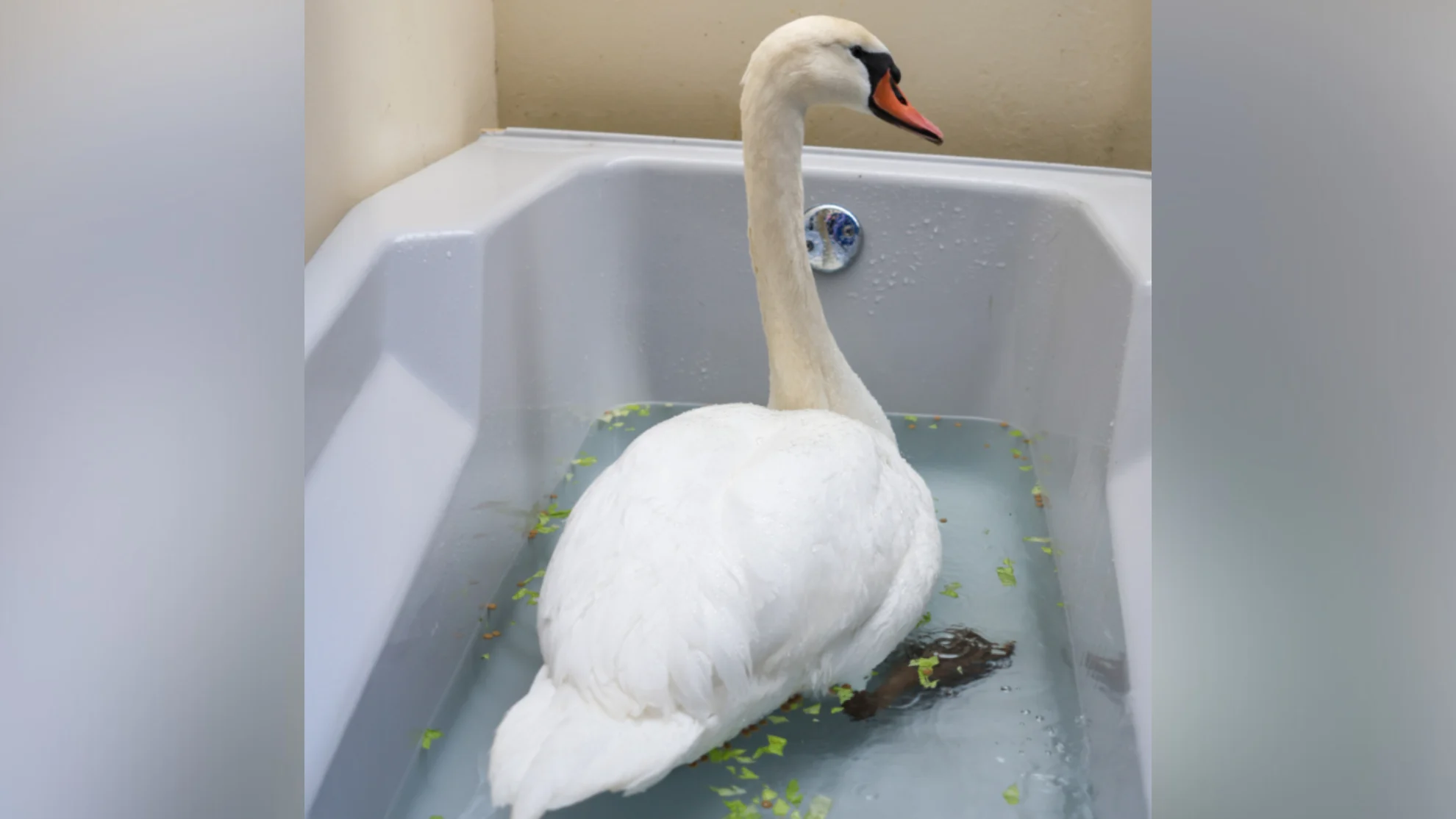 FACEBOOK  - toronto wildlife centre - swan 2
