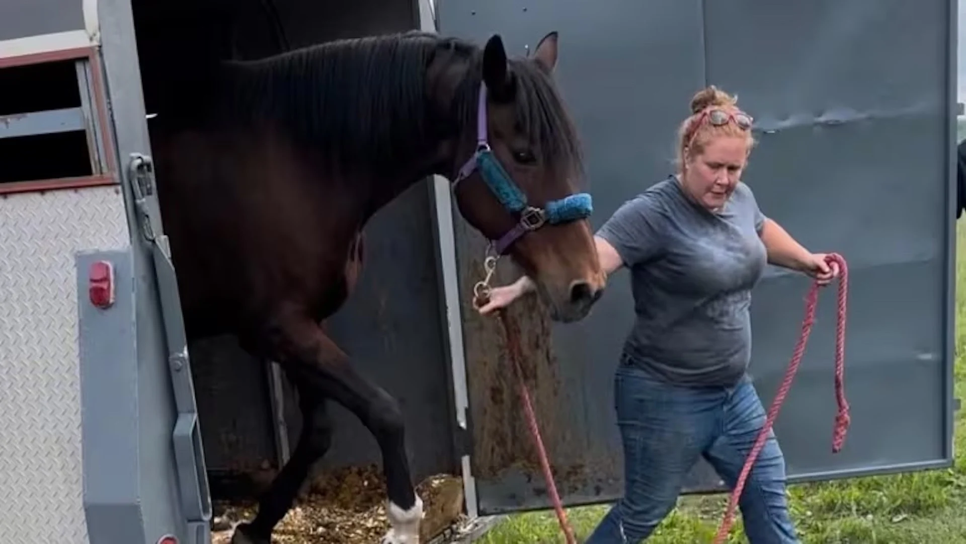 Alberta woman organizes rescue mission for horses from Yellowknife