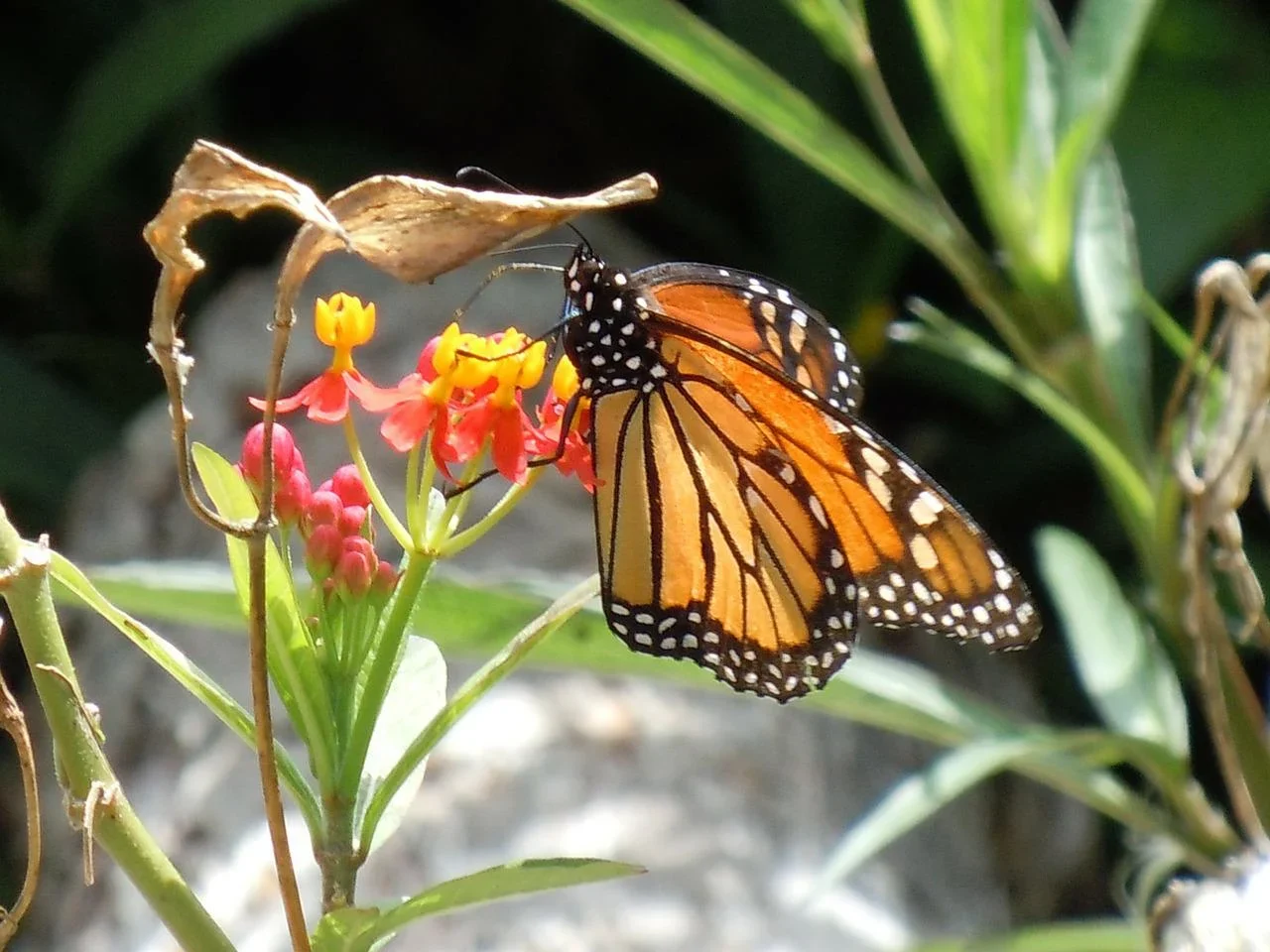 Le papillon monarque sera bientôt de retour : voici comment l'aider
