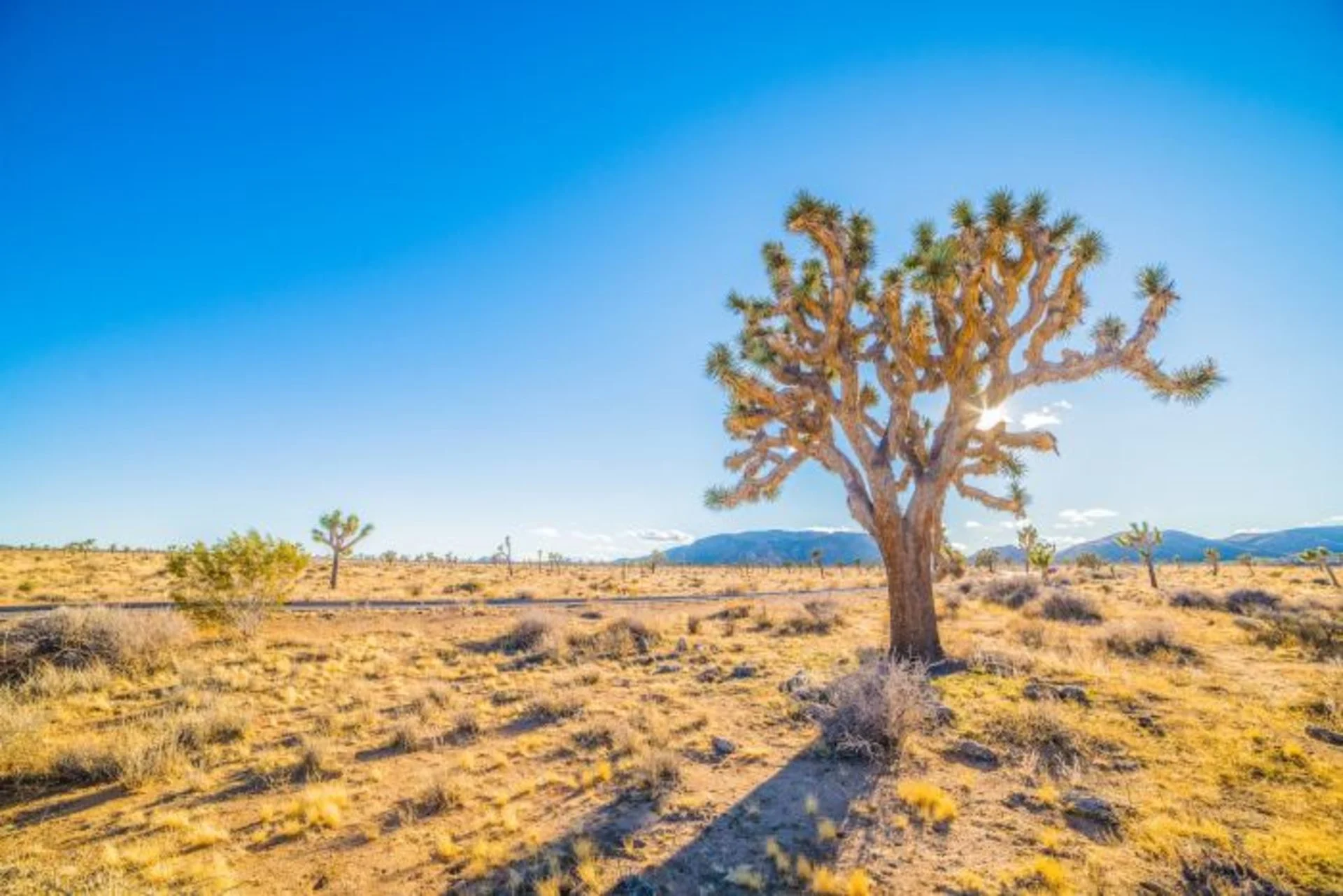 Un arbre unique au monde sérieusement menacé par les feux