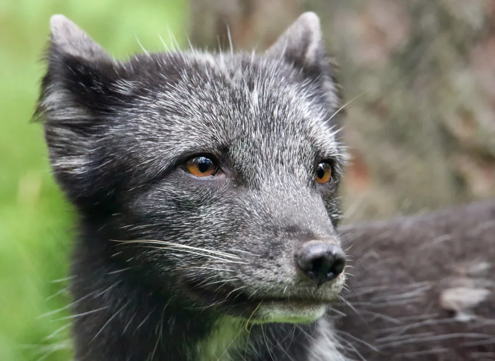 Arctic fox treks 3,500 km from Norway to Canada in 76 days