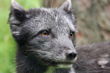 Arctic fox treks 3,500 km from Norway to Canada in 76 days