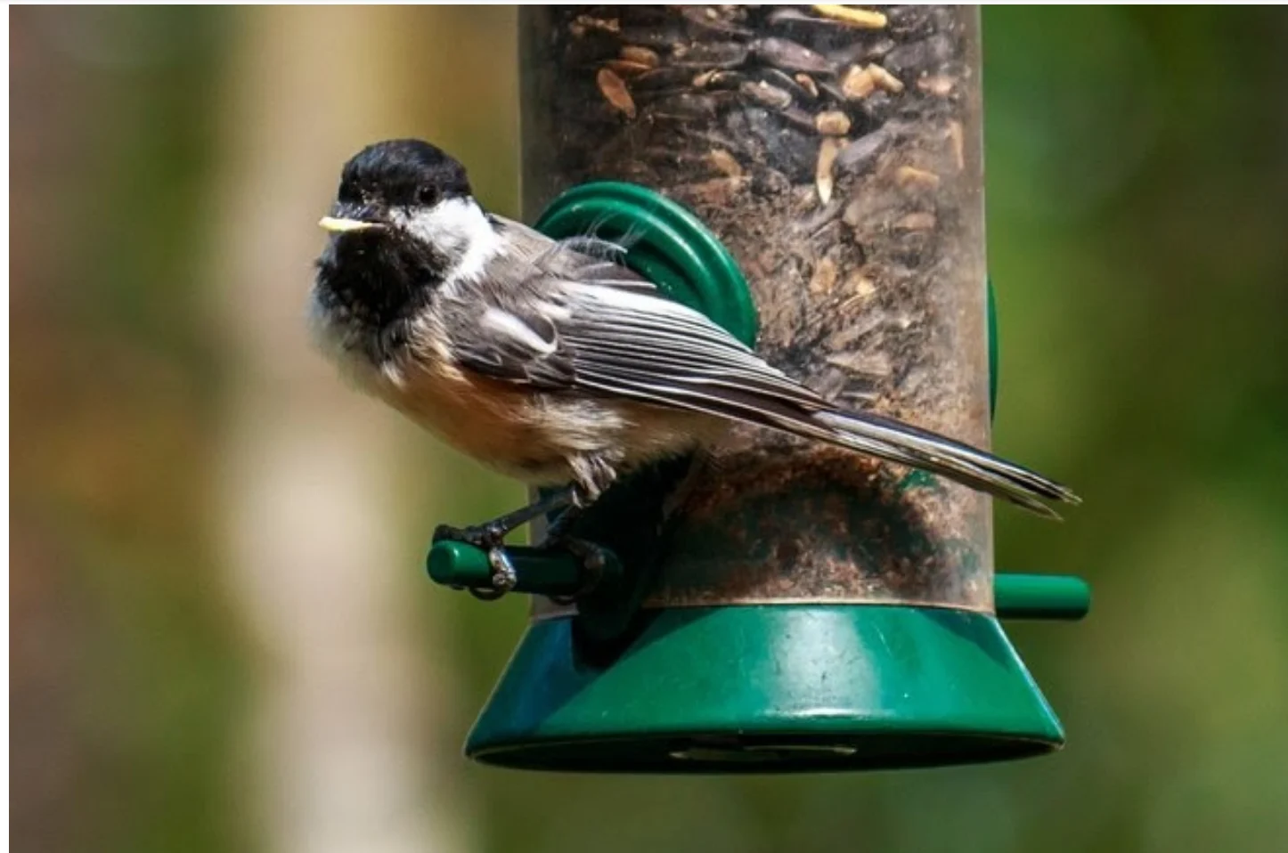 Photo Credit: TWN Viewer Bruce Leppky a Black-Capped Chickadee at FortWhyte Alive