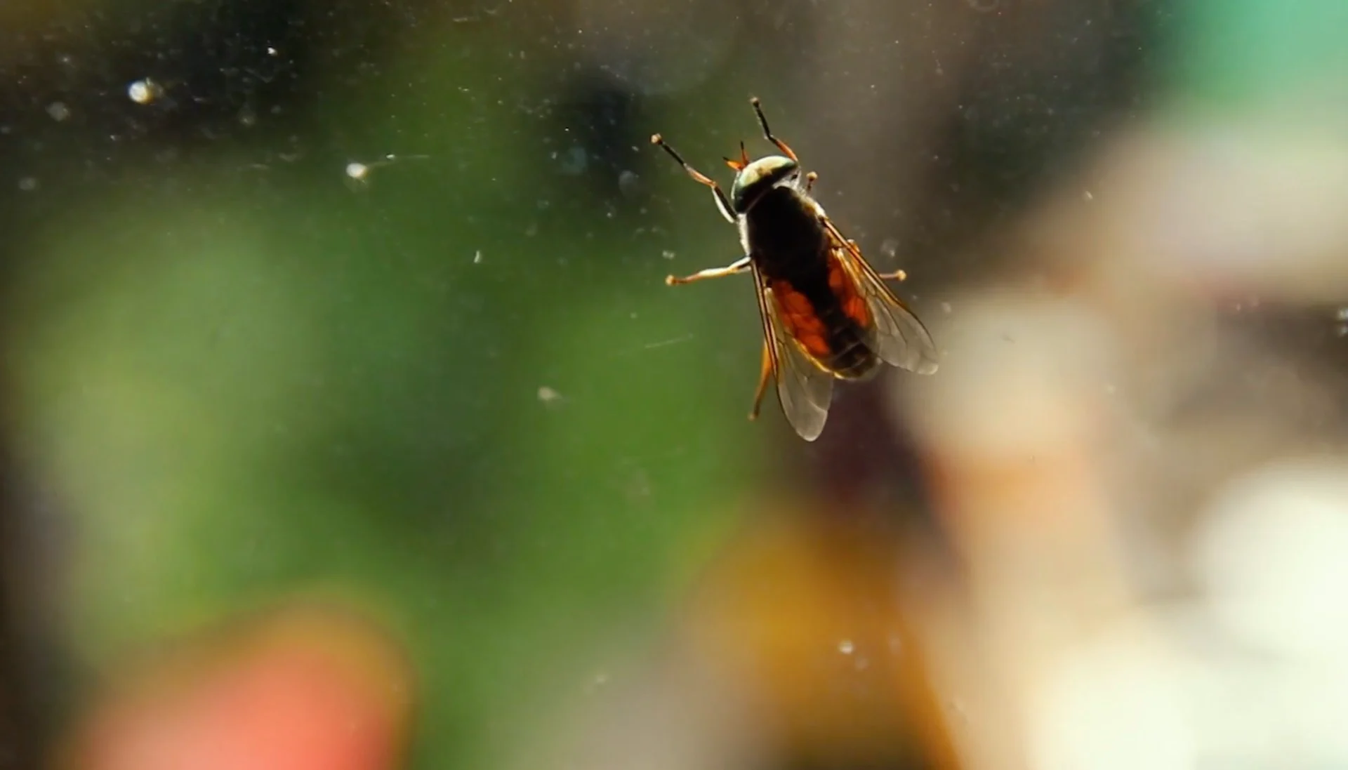 A simple DIY contraption to catch those pesky flies in your home