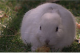 Dead wild rabbits in Calgary suspected to have contracted fatal viral disease