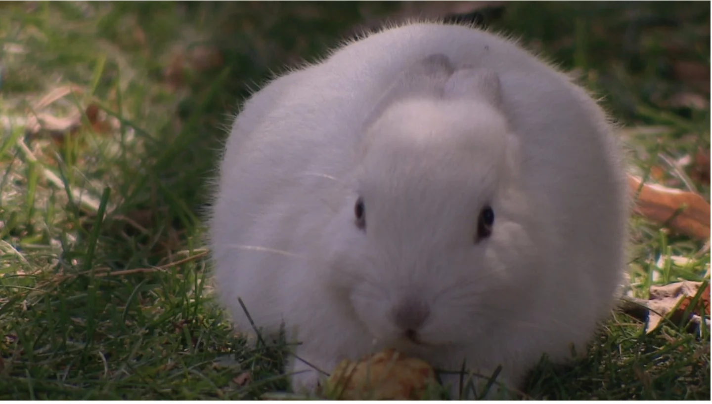 After dead rabbits were found in Calgary, some experts worry of an outbreak of rabbit hemorrhagic disease. (James Young/CBC)