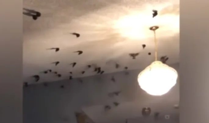 See it: Hundreds of birds fly into LA home