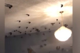 See it: Hundreds of birds fly into LA home