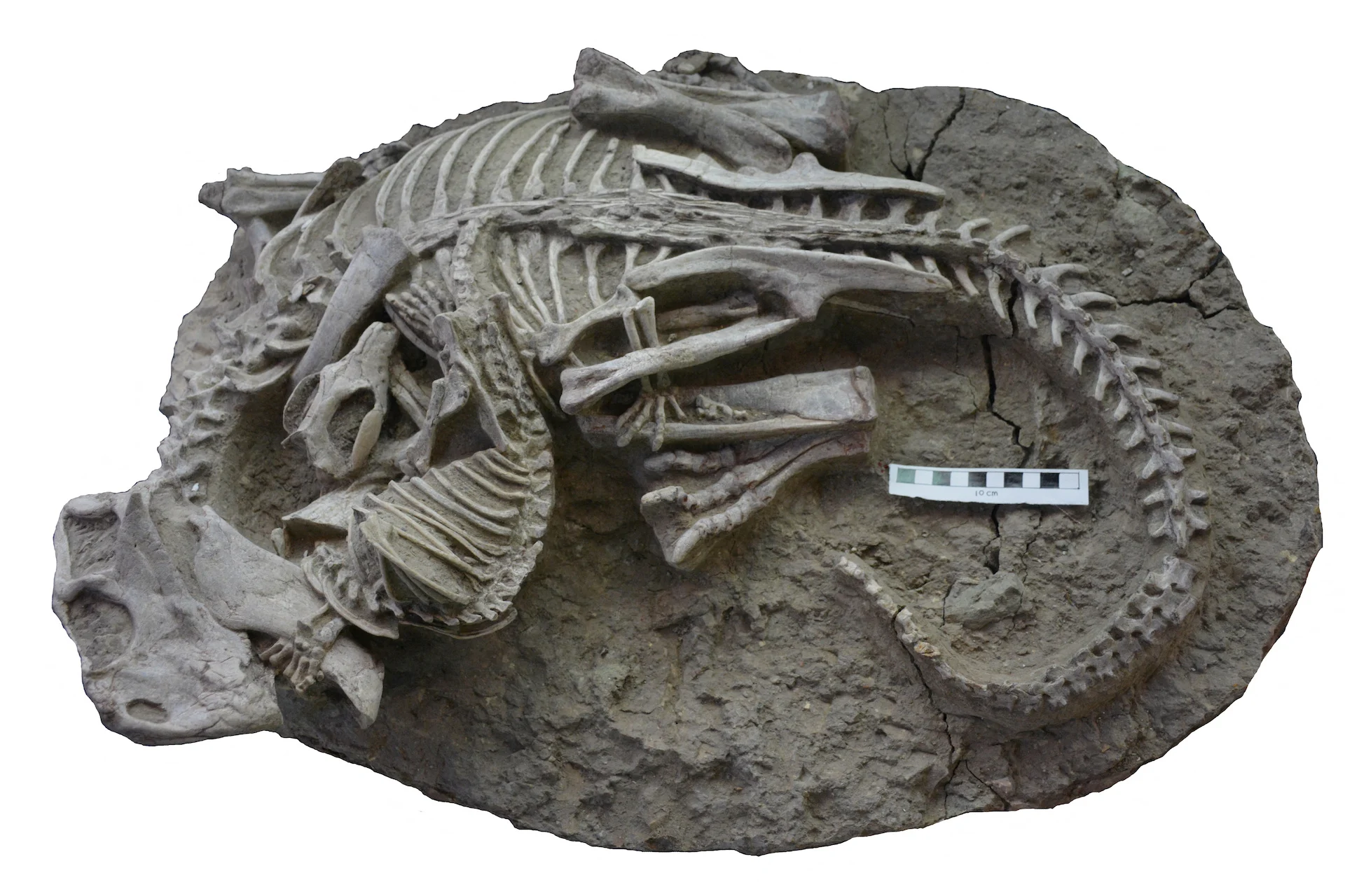 Dramatic fossil shows pugnacious mammal attacking a dinosaur