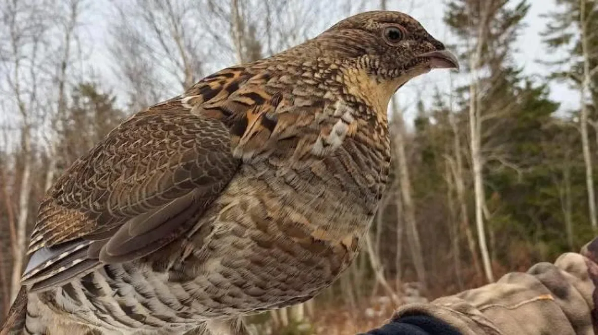 bird-3/ André LeBouthillier via CBC