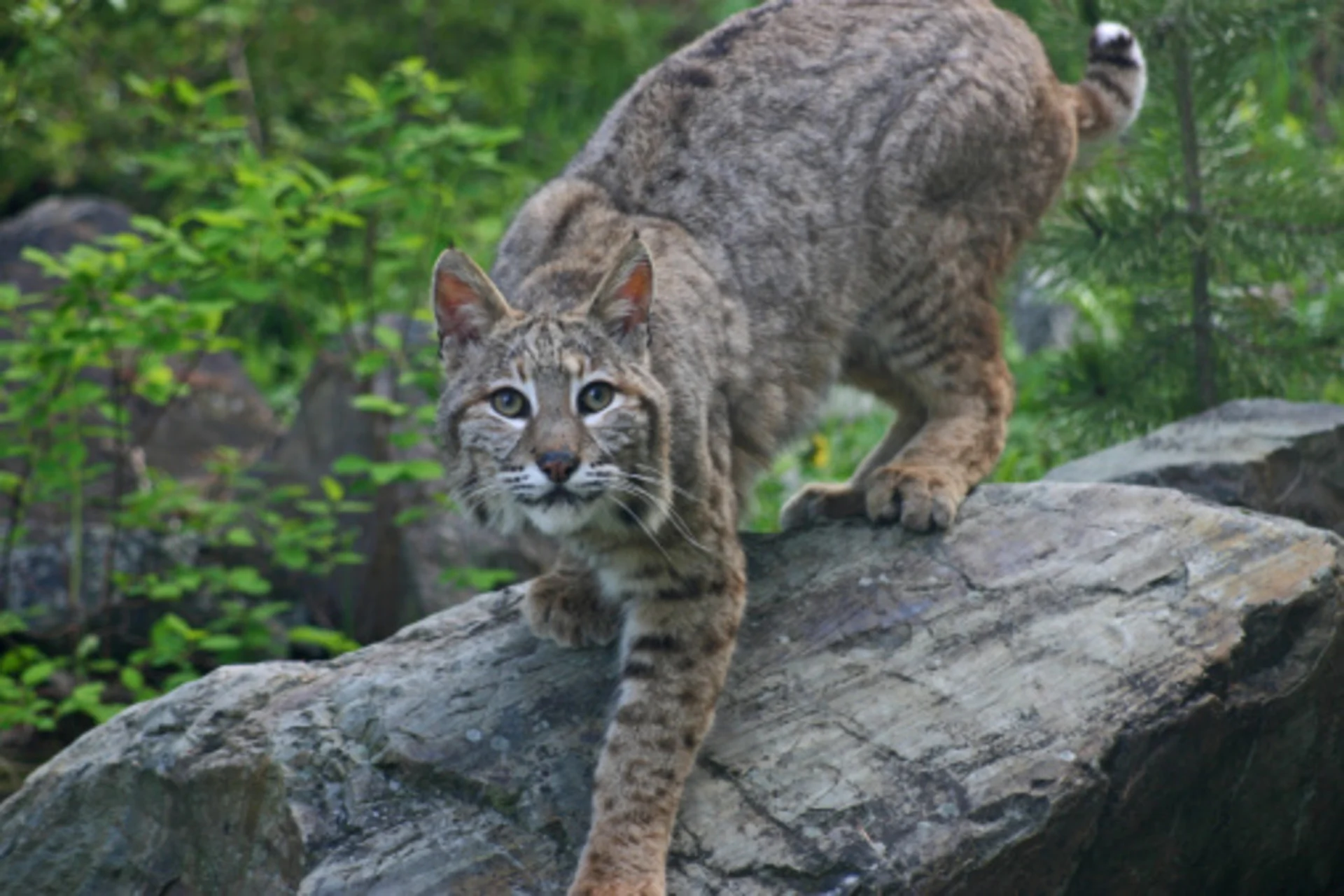 With bobcat sightings increasing, here's how to co-exist