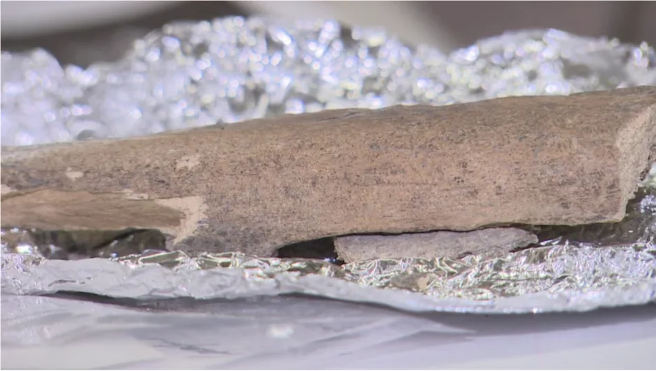 Bison bone found in Sask. points to human life there more than 8,000 years ago