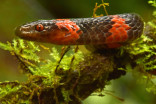 Cloud forest in Bolivian mountains reveals 20 species new to science