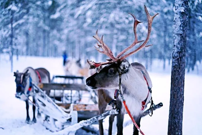 Noël blanc ou Noël vert : voici quelles sont les chances 