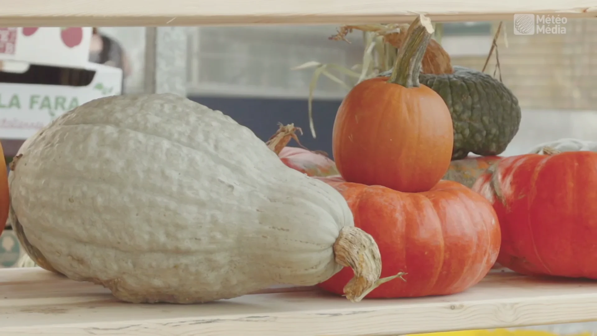 Courges en folie !