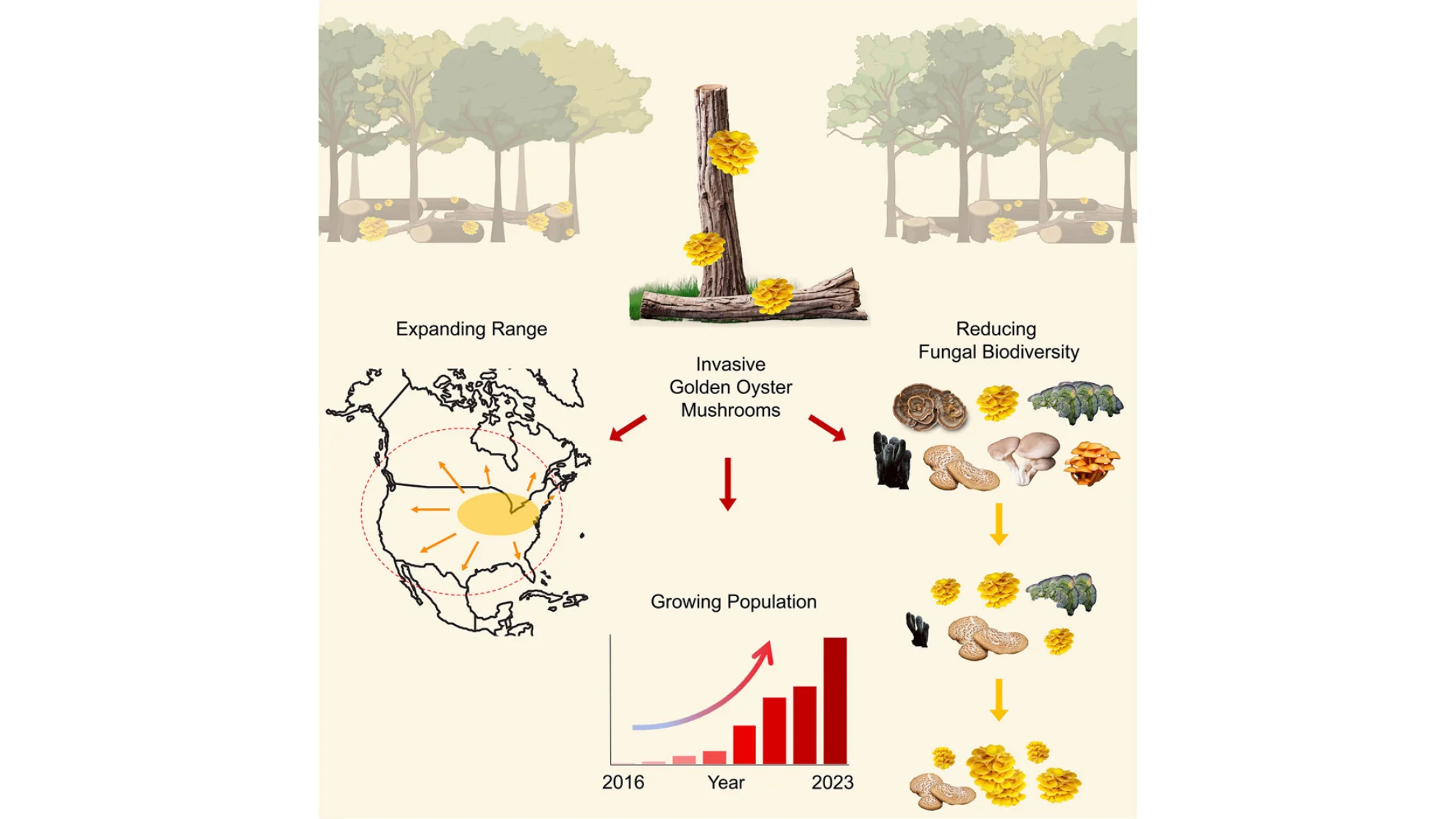 CURRENT BIOLOGY - golden oyster mushrooms FAQ