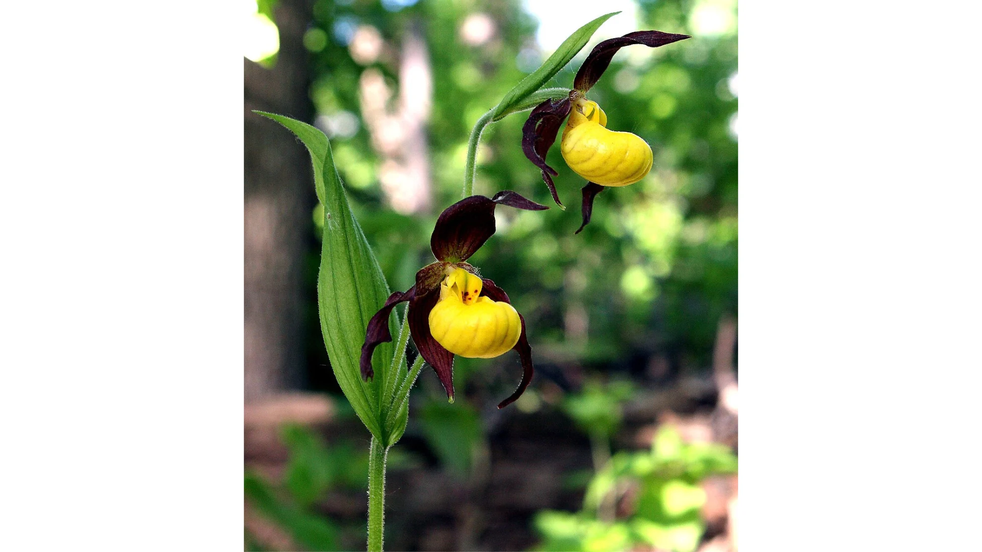 WIKIPEDIA - Yellow lady's slipper