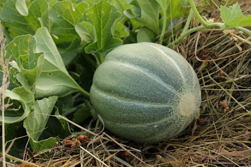 MétéoMédia Le melon de Montréal, ce fruit mythique
