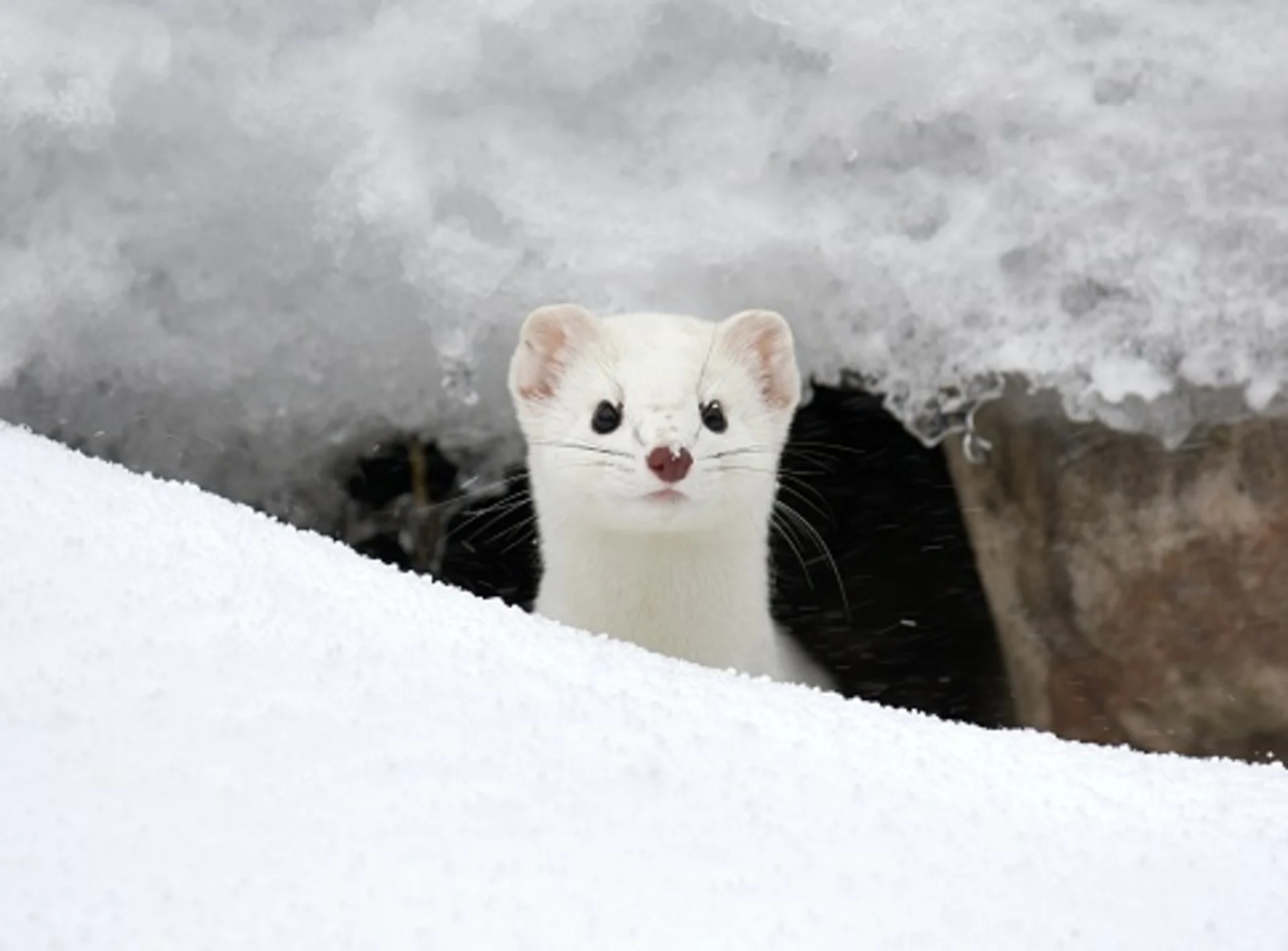 WATCH: Adorable surprise encounter on the slopes goes viral