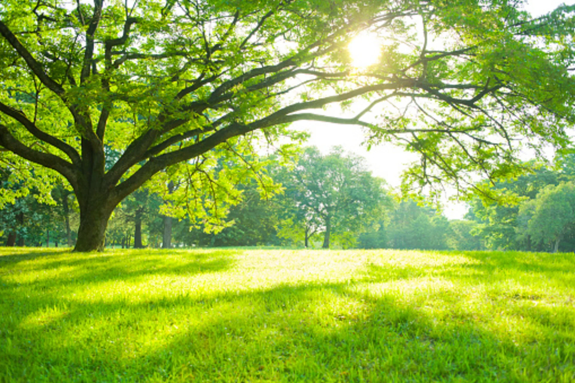 People living in green spaces seem to age slower - but there's a catch