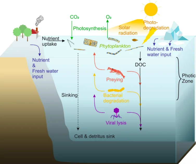 ocean nutrient cycling wiki CC BY 4.0