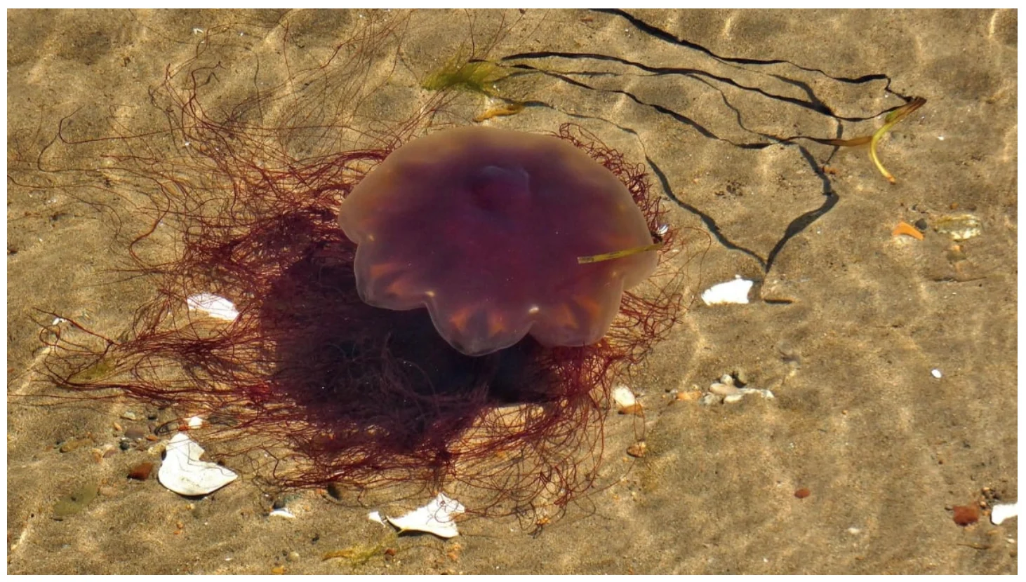 cbc: Lion's mane jellyfish tentacles shoot a barb that contains venom, which can sting even if the jellyfish is dead. The barbs cannot penetrate palms of human hands or soles of feet though, and they are fragile enough to be removed by rubbing sand on the skin. (Submitted by Sabine Bittner)
