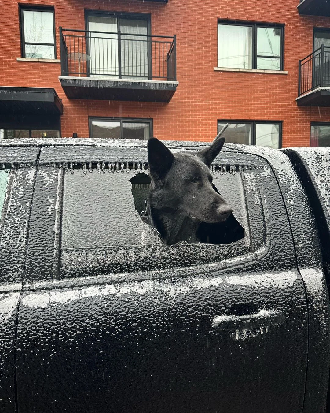 Chien verglas