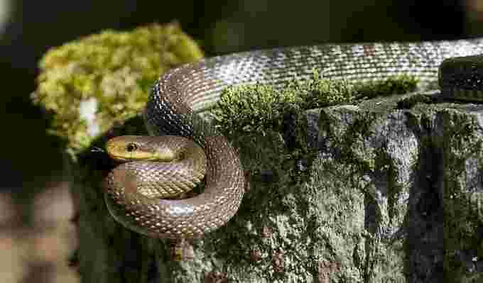 Snake Feliz Reimann Wikimedia Commons