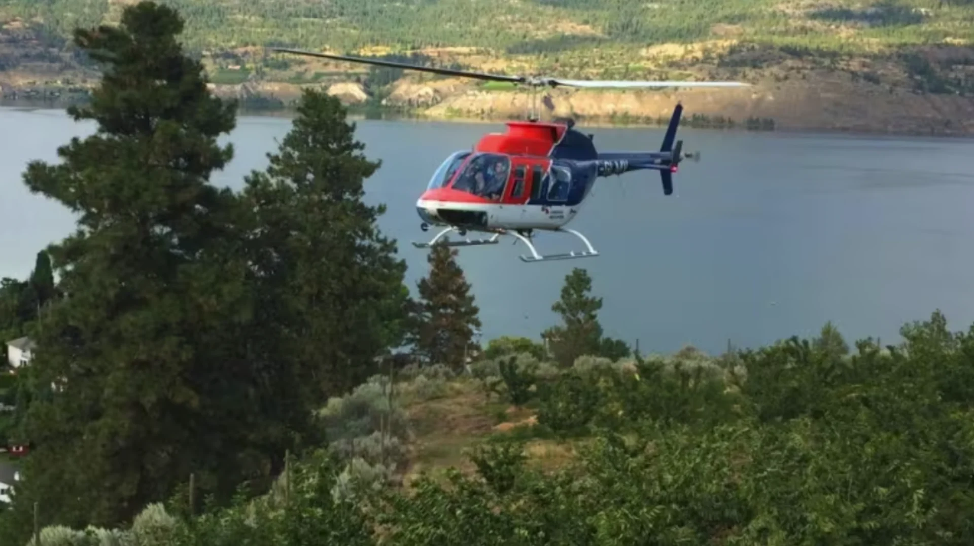 Farmers in B.C.'s Okanagan using helicopters to dry crop and save their harvest