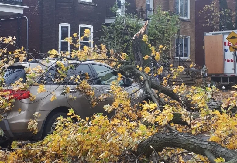 Tempête historique : un phénomène météo hors du commun