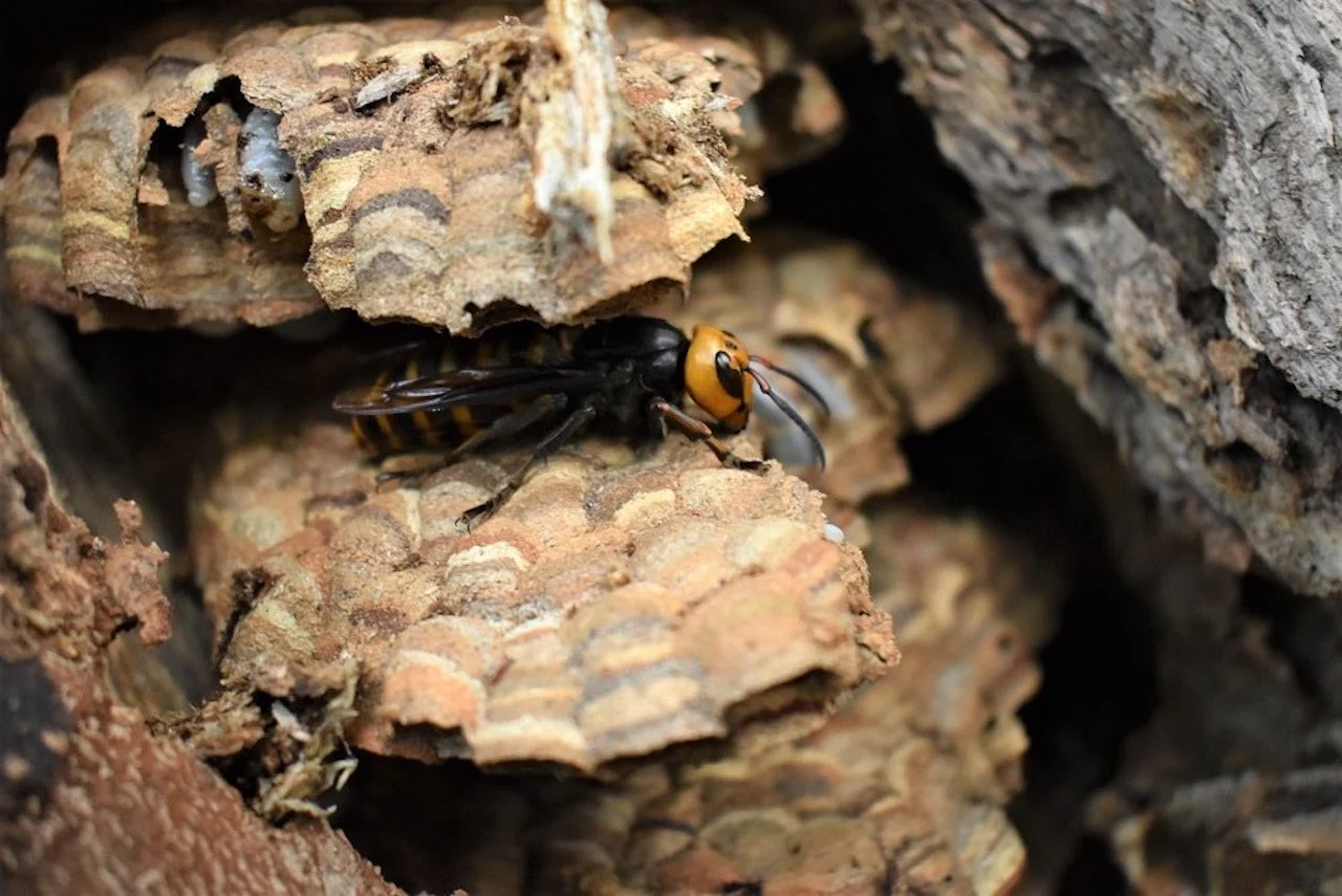 Asian giant hornet/Washington State Department of Agriculture Twitter