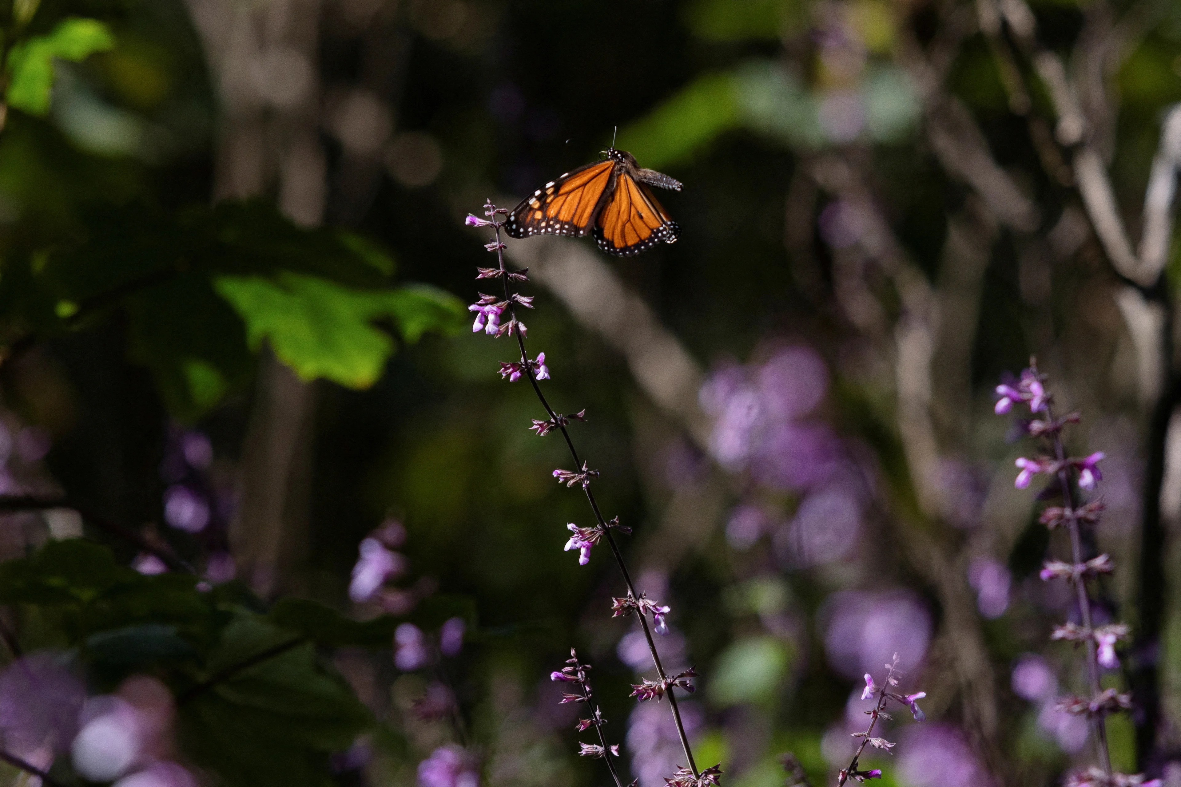 BUTTERFLIES/REUTERS/Quetzalli Nicte-Ha./File Photo