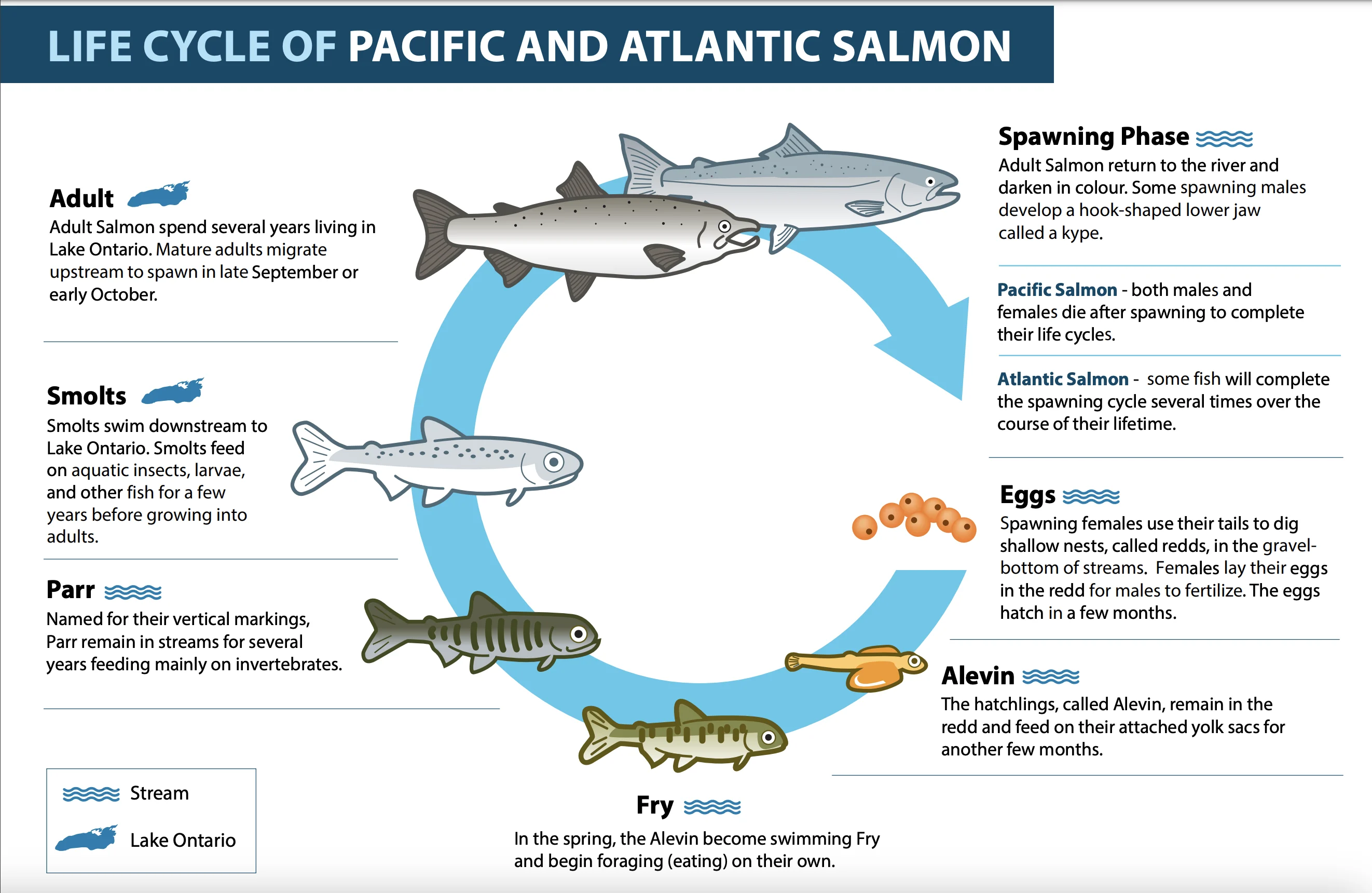 TRCA: Salmon Lifecycle. Link: https://trca.ca/conservation/aquatic-habitat-toronto/projects/salmon-in-toronto-and-gta-waters/