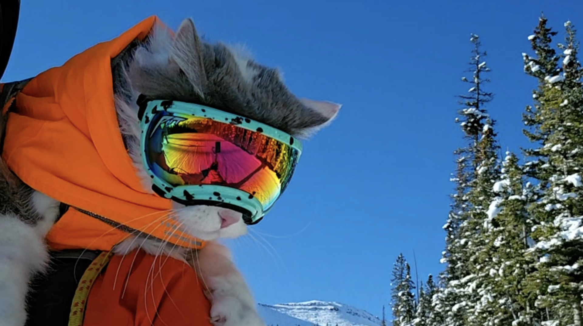 This skiing wonder cat is promoting safer use of the great outdoors