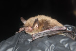 Learn about Canada's bats, and how you can support them