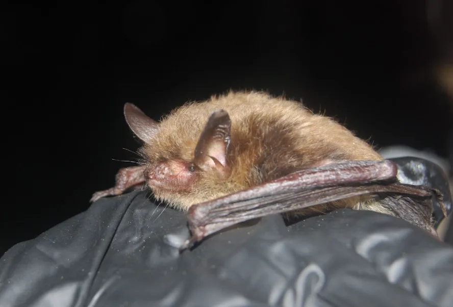 Parks Canada - bat