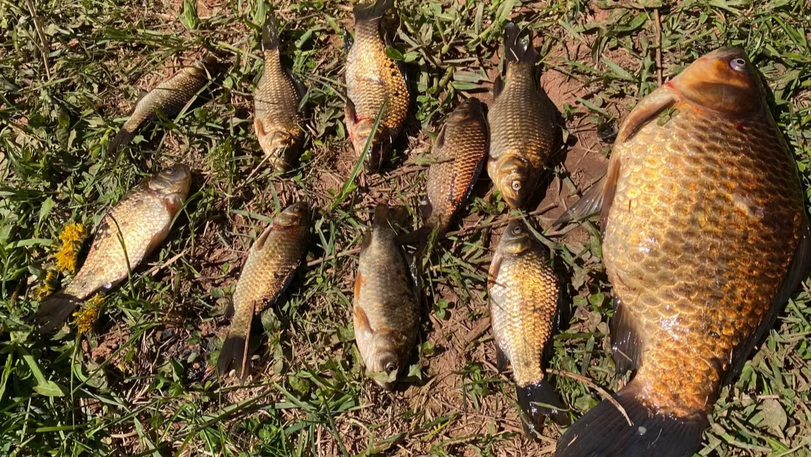 Fish, Goldfish, PEI, Wildlife, May 31, 2025. (CBC News/Rosie MacFarlane)