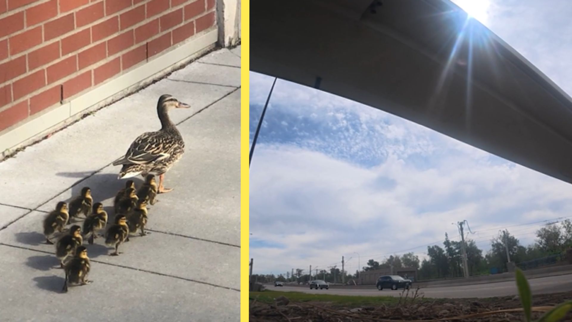 Adorable ducklings went on a high-stake adventure across this busy city