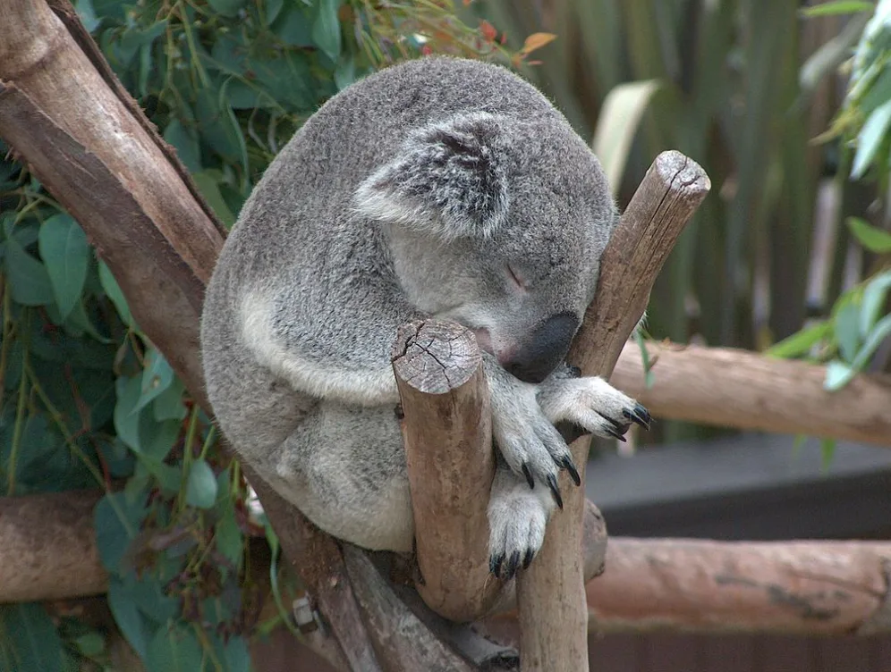 koala wiki commons