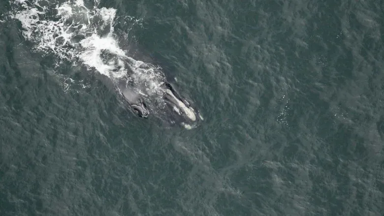 (CBC) North Atlantic Right Whales