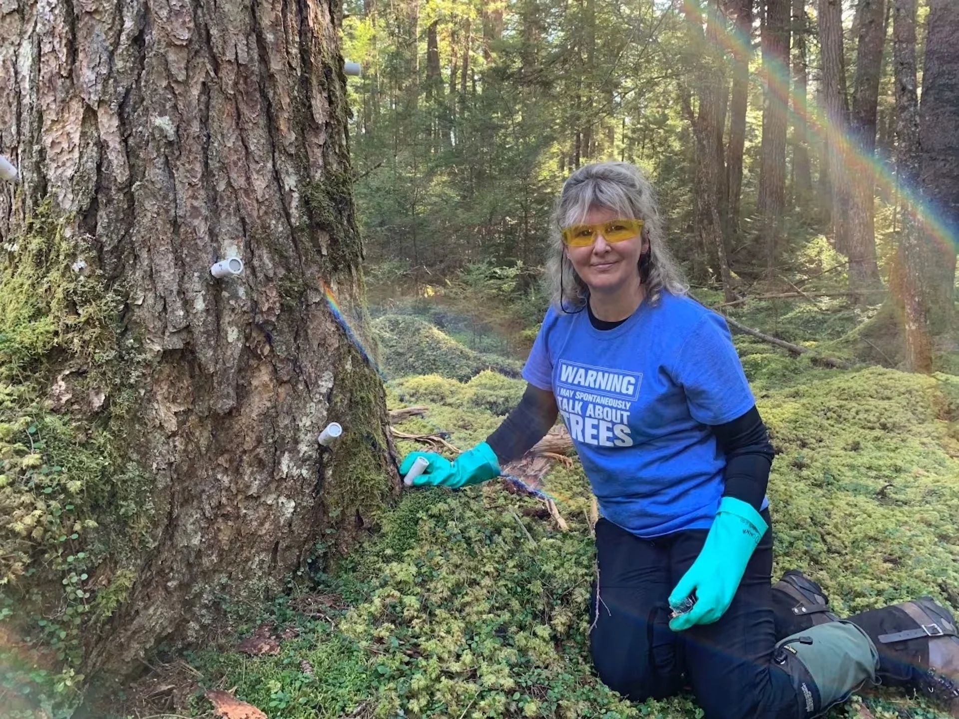 Destructive insect makes its way to Halifax area, attacking hemlock trees