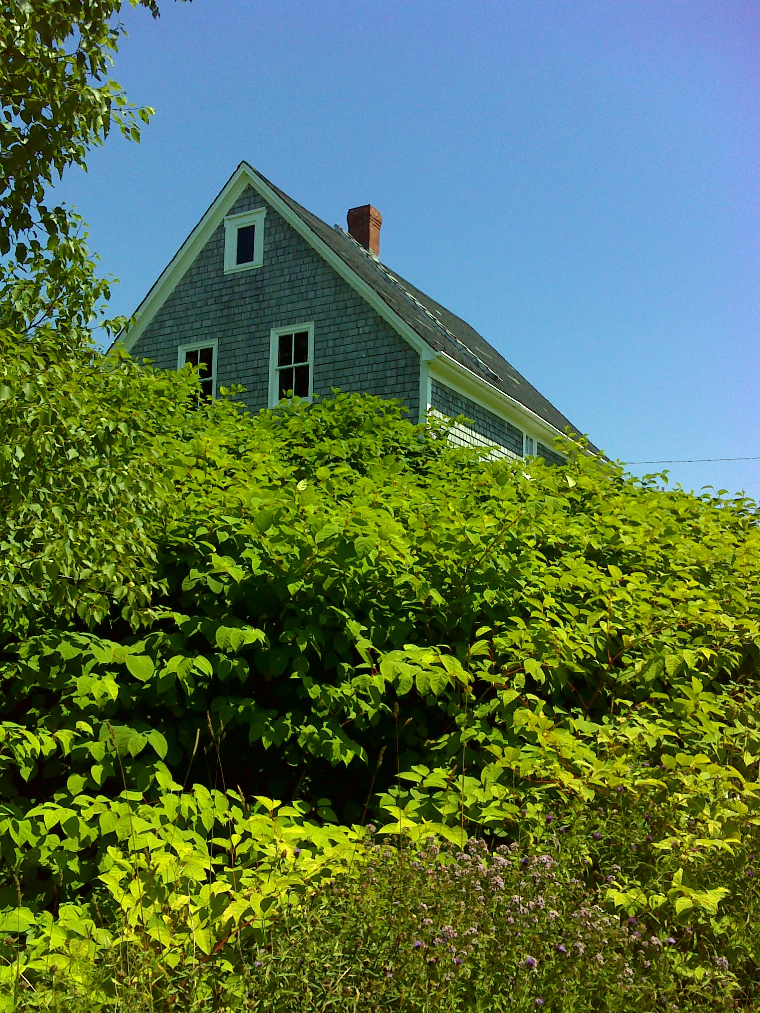 Japanese knotweed