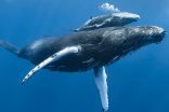 New first-of-its-kind map reveals ‘whale superhighways’ throughout the oceans