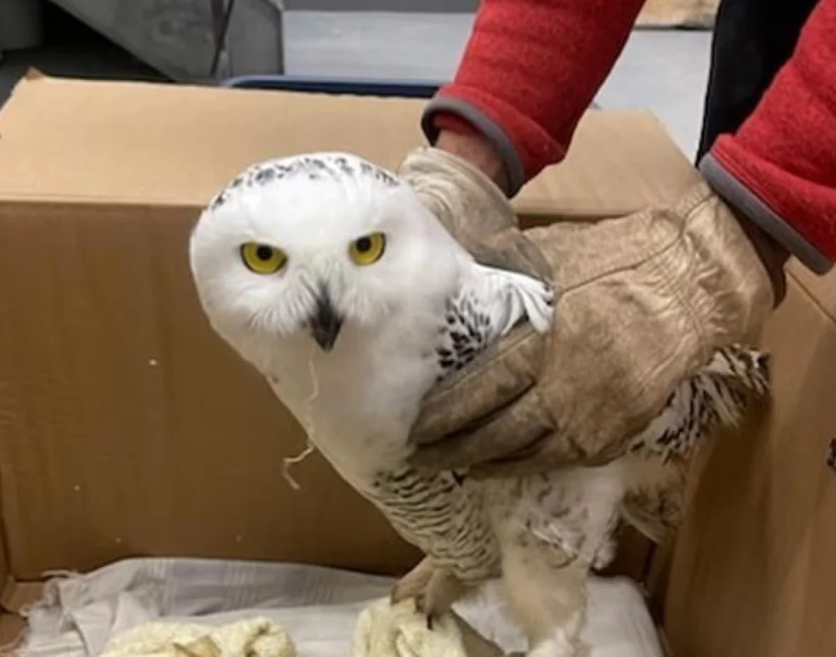 CBC: The injured snowy owl was captured by OPP officers, who drove it to Clinton where it was taken by volunteers to The Owl Foundation facility. (Supplied by OPP )