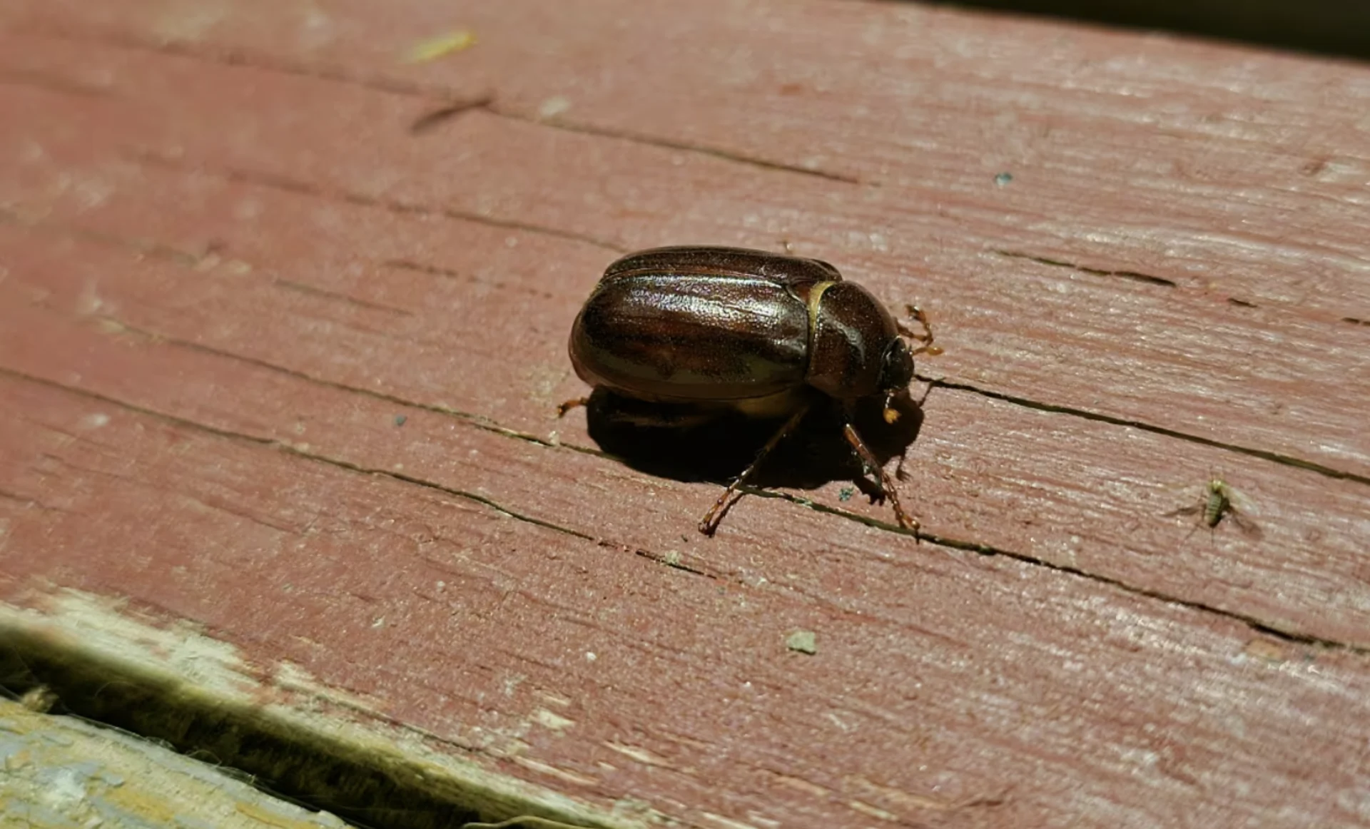 CBC: June bugs, part of the scarab beetle family, have a heavy body and they can't stop or change directions very well when flying. (Shane Fowler/CBC)
